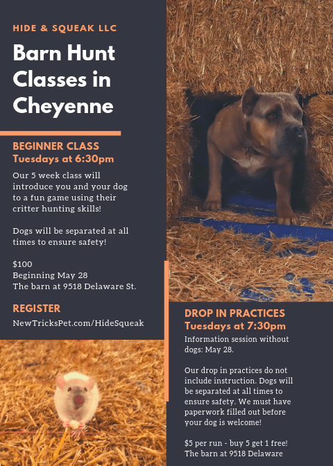 Hide & Squeak classes (1).png